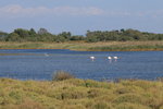 Flamands roses