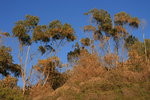 Eucalyptus.