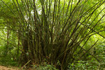 Bambou dans le parc national du Banco.