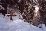 Le début de la montée se passe en forêt.