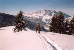 À la sortie de la forêt, avec les Aravis en arrière-plan.