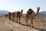 Caravane en route pour la dépression du Danakil.