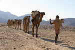 Les caravanes qui, depuis plus de 2500 ans, ramènent le sel de la dépression du Danakil, sont aujourd'hui menacées par la construction d'une route.