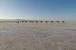 Caravane de sel dans le désert Danakil.