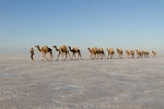 Caravane de sel dans le désert Danakil.