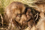 Tendresse entre un jeune gélada et sa mère.