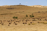 Colonie de géladas sur les hauts plateaux du Simien.