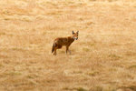 Loup d'Abyssinie.