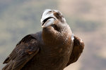 Corbeau corbivau.