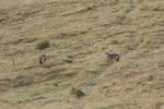 Deux chacals dorés.