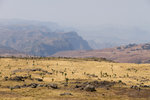 Dans le Simien, près de l'Inatye (4070 m).
