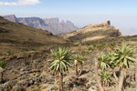 Lobélies géantes dans le Simien.
