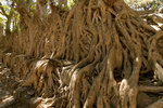 Les arbres entourant le bassin.