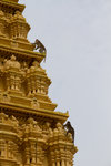 Singes sur Chamundeshwari Temple.
