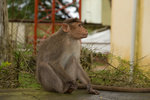 Singe.