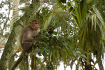 Singe.