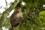 Singe.