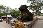 Nandi Bull.