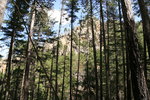 Forêt de la Restonica.