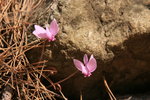 Cyclamen.