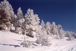 Arbres givrés.