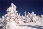 Arbres givrés près du sommet du Moucherotte.