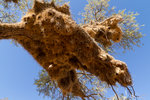 Un nid géant dans le Kalahari