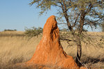 Termitière dans le Kalahari