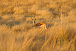 Springbok