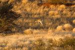 Springbok sautant