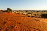 Sur une dune de sable rouge du Kalahari