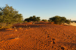 Sable rouge du Kalahari