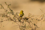Serin de Sainte-Hélène