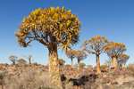 Kokerbooms près de Keetmanshoop, ou arbres à carquois, une espèce d'aloès arborescente endémique de cette région du sud de la Namibie.