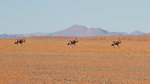 Oryx dans le désert du Namib