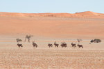 Troupeau d'oryx dans le désert du Namib