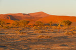 Dunes oranges du désert du Namib. Ces dunes sont les plus hautes (300 m) et les plus vieilles (80 millions d'années) du monde.