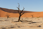 Dead Vlei