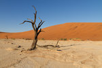 Acacia mort à Dead Vlei