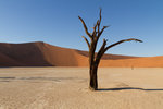 Acacia mort à Dead Vlei