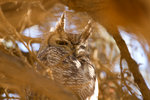 Un hibou à Sossusvlei