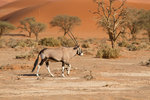 Oryx à Sossusvlei