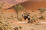 Oryx à Sossusvlei