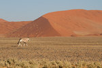 Oryx dans le Namib