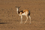 Springbok