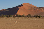 Springboks dans les dunes du Namib