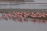 Flamands roses à Walvis Bay