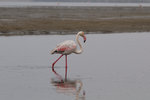 Flamand rose
