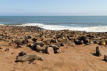 Colonie d'otaries à fourrure de Cape Cross