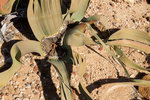 Cœur de Welwitschia mirabilis